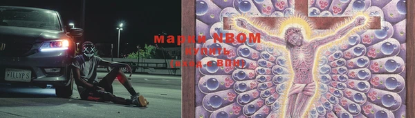 крисы Новозыбков